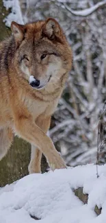 Majestic wolf walking through snowy winter forest.