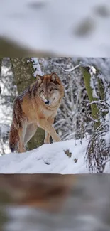 Majestic wolf standing in snowy forest backdrop.