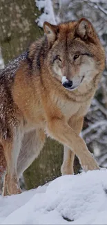 Majestic wolf in a snowy forest, beautifully captured.