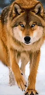 A majestic wolf walking through a snowy landscape in winter.