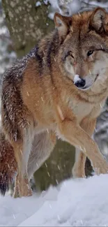 Majestic wolf standing in snowy winter forest.