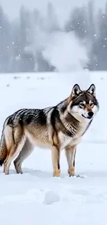 A wolf standing in a snowy winter landscape.