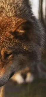 Close-up of a majestic wolf in nature, ideal for mobile wallpaper.