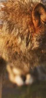 Close-up of a majestic wolf with detailed brown fur for mobile wallpaper.