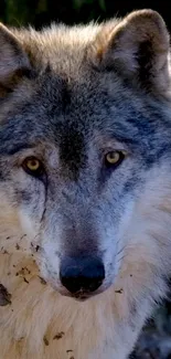 Close-up of a majestic wolf in natural light, perfect for a mobile phone wallpaper.