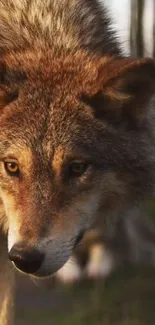 Majestic wolf close-up in a forest setting, showcasing its intense gaze.