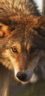 Close-up of a majestic wolf with intense gaze in natural setting.