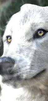 Close-up of a majestic wolf with a serene expression.