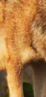 Golden brown wolf with natural background, close-up view.