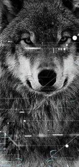 Black and white wolf face close-up mobile wallpaper.