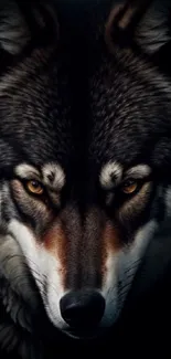 Majestic wolf with focused gaze on dark background.