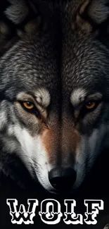 Dark gray wolf with intense gaze, perfect for mobile wallpaper.