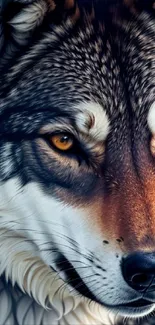 Majestic wolf with piercing eyes mobile wallpaper.