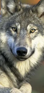 Close-up of a majestic wolf with piercing eyes, perfect for mobile wallpaper.