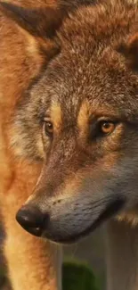 Close-up of a majestic wolf in natural lighting for mobile wallpaper.