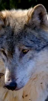 Majestic grey wolf portrait with fierce eyes in nature setting.