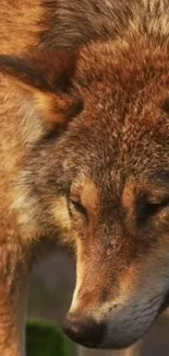 Close-up of a wolf with detailed fur and earthy tones in a nature setting.