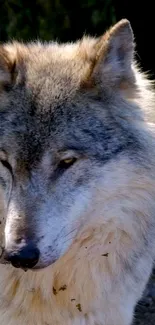 Majestic gray wolf with serene expression in natural setting.