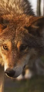 Close-up of a majestic wolf with piercing eyes in a natural setting.