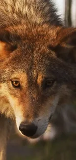 A close-up of a majestic wolf in natural lighting, perfect for mobile wallpapers.