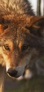 Close-up of a majestic wolf with intense gaze and natural fur tones.