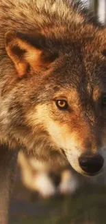 Close-up of a majestic wolf with intense gaze and detailed fur on a mobile wallpaper.