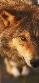 Close-up of a majestic wolf in natural habitat.