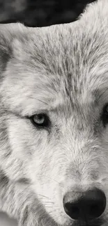 Close-up of a majestic wolf in monochrome, highlighting its piercing eyes.