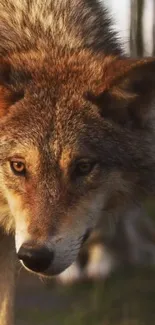 Close-up of a majestic wolf in a natural setting, showcasing its striking fur.