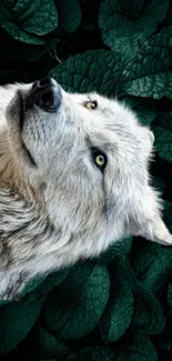 Majestic wolf against lush green leaves background.