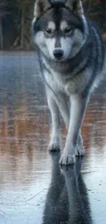 Majestic wolf standing on a reflective icy surface.