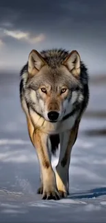 Lone wolf walking across snowy landscape.