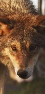 Close-up of a majestic wolf with brown fur on mobile wallpaper.