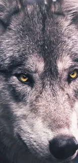 Close-up of a wolf with yellow eyes and gray fur; perfect mobile wallpaper.