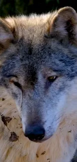 Close-up of a gray wolf with piercing eyes.