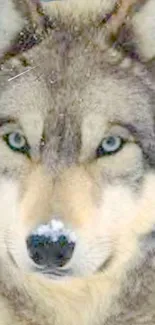 Close-up of a majestic gray wolf's face with piercing eyes.