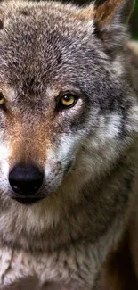 Close-up of a majestic wolf with intense gaze, ideal for wallpaper.