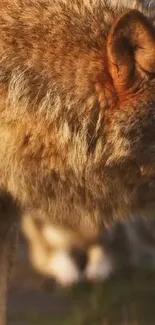 A close-up shot of a wolf's face showcasing its majestic fur in brown tones.