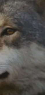 Close-up portrait of a majestic gray wolf.