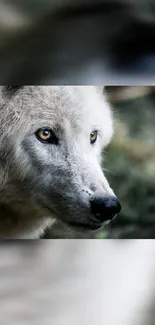 Majestic wolf portrait in a serene forest setting, perfect for mobile wallpaper.