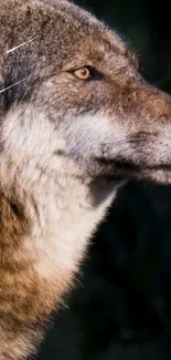 Close-up of a majestic wolf with detailed fur and expressive eyes.