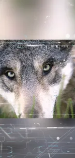 Close-up of a wolf with digital and tech elements blended.