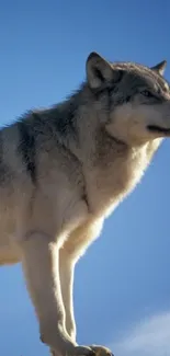 Majestic wolf standing under a clear blue sky, capturing nature's beauty.