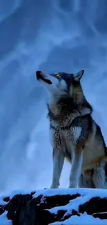 Wolf standing on snowy rock under moonlit sky.
