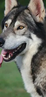 Majestic gray wolf with piercing eyes in nature background.