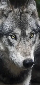 Majestic wolf with piercing eyes in a natural setting.