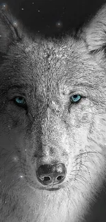 Majestic wolf with blue eyes on a dark background wallpaper.