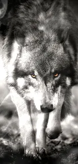 Majestic wolf in a black and white forest scene with piercing eyes.