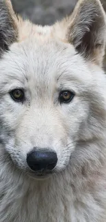 Majestic wolf standing among rocky terrain.