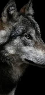 Majestic grey wolf on black background mobile wallpaper.